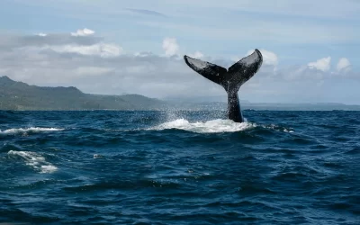 Exploring the Enchanting Paradise of Samaná: A Journey of Discovery