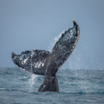 Whale Watching in Samana: Experience Humpback Whales in the Dominican Republic