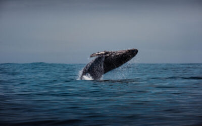 Whale Watching Season: Everything You Need to Know