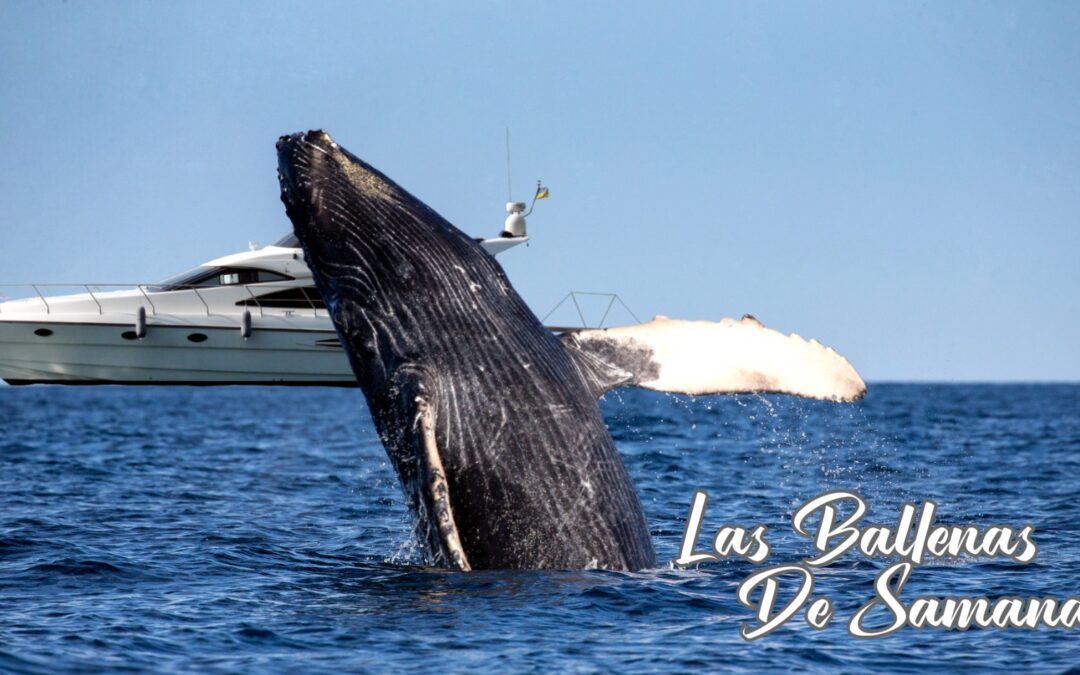 Humpback Whales in Samaná
