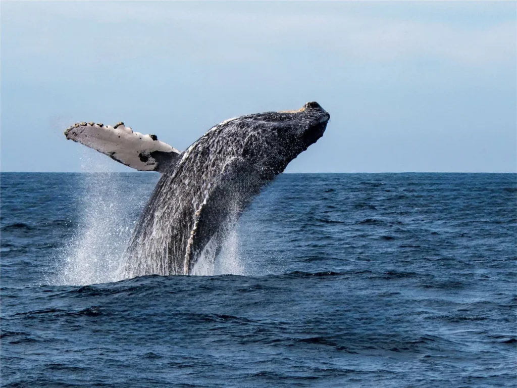 View of Humpback Whales 2