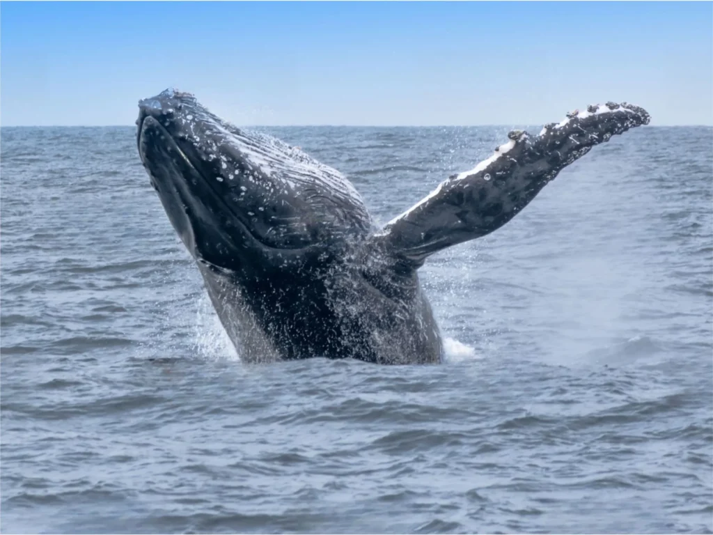 View of Humpback Whales 1