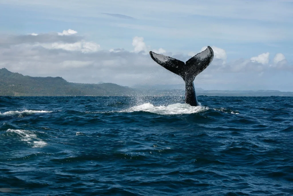 View of Humpback Whales 4